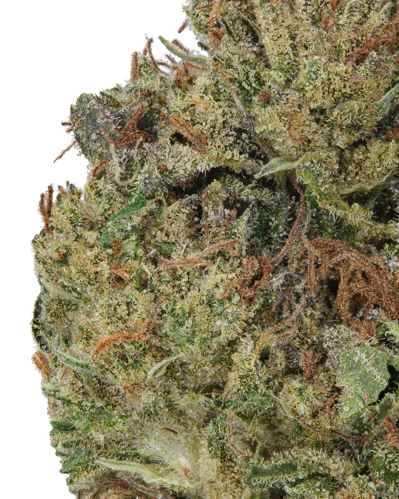 SMALLS | Gary Payton Hydro - THCa 29.959% : Terpenes 2.200% - Hybrid
