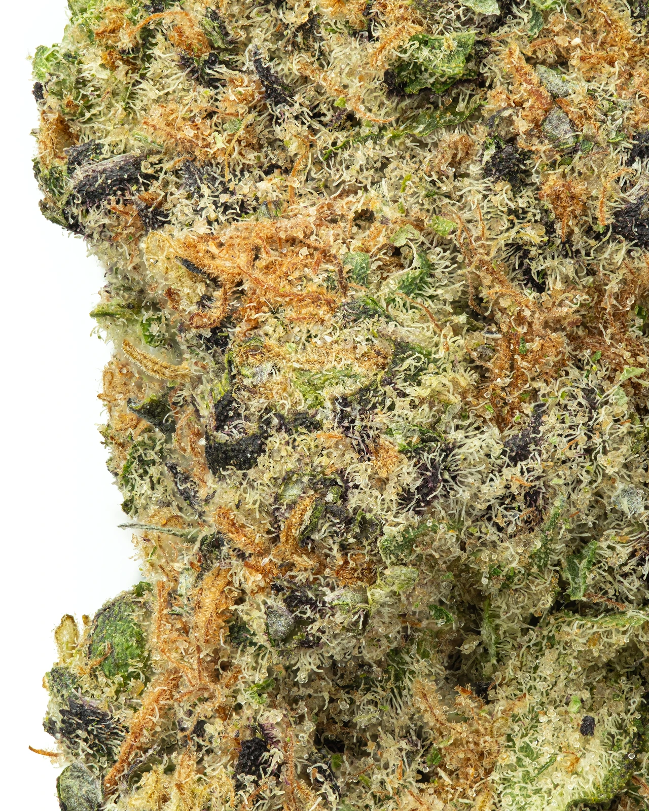Purple Crack flower